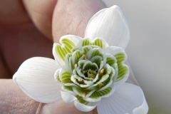 garden : janke D