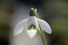 garden : janke D