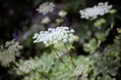 garden :Peter Janke D