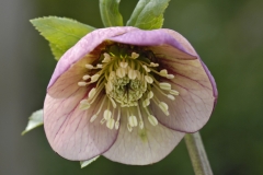 garden : Janke D