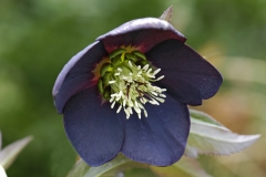 garden : Janke D