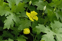garden : Peter Janke D