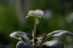 garden : Peter Janke D