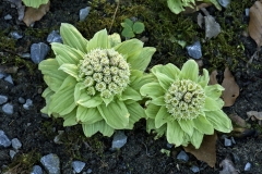 garden : Peter Janke D