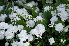 garden : Peter Janke D