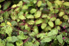 Garten : Peter Janke, Deutschland