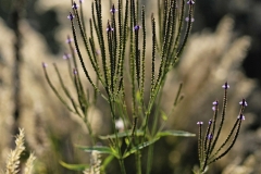 Garten : Peter Janke, Deutschland