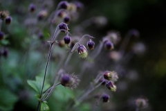 Garten : Janke, Deutschland