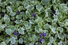 Garten : Janke, Deutschland