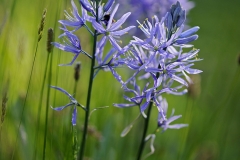 Garten : Janke, Deutschland