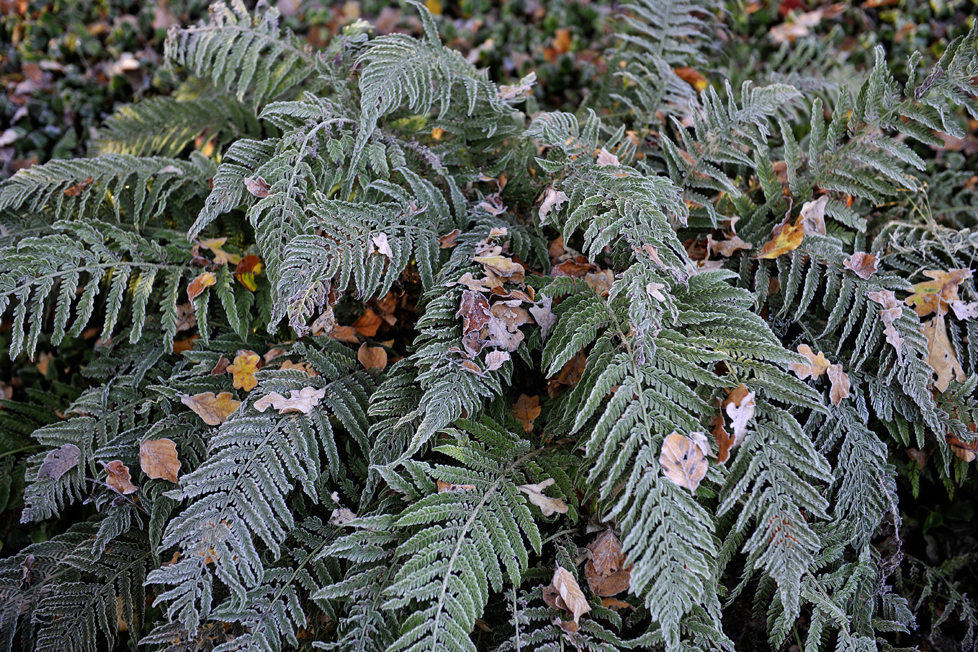 Polystichum
