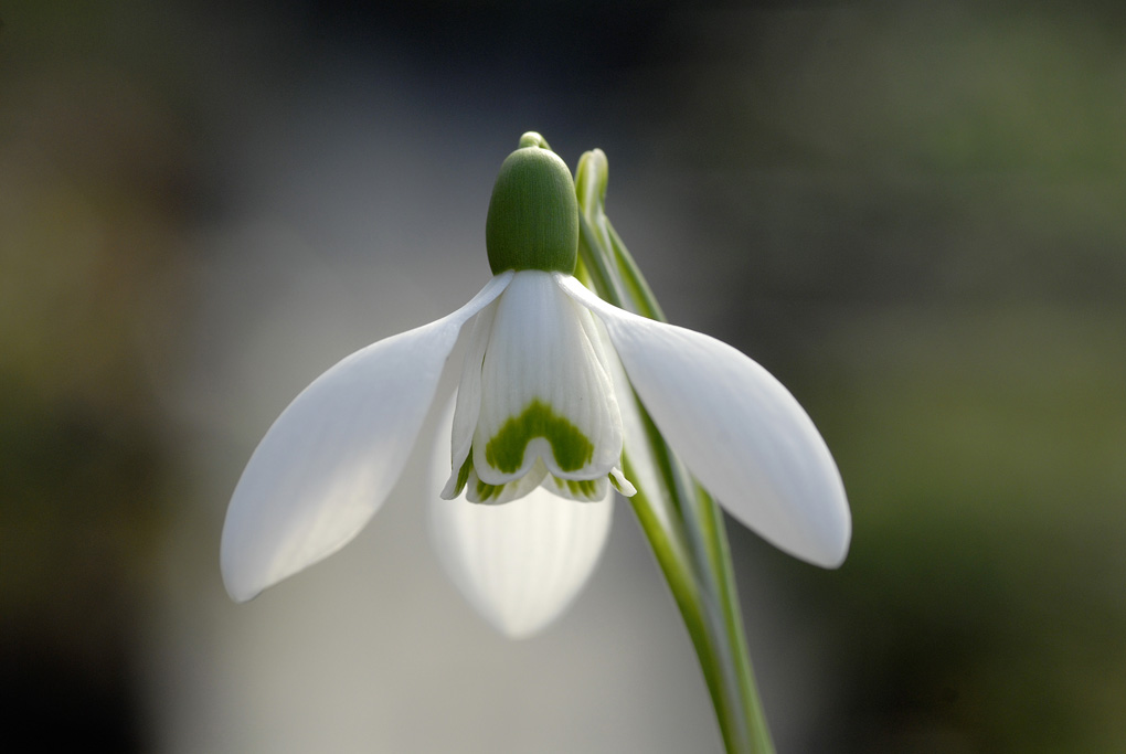 Galanthus