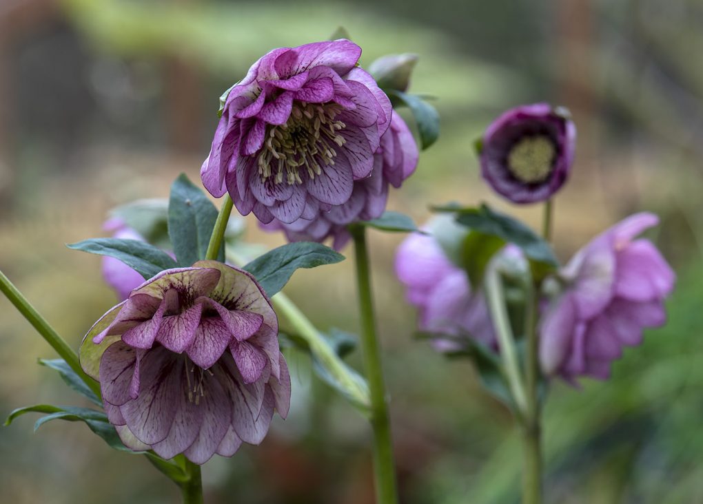 Peter Janke Gartenkonzepte Gartenplanung, Staudengärtnerei, Floristik