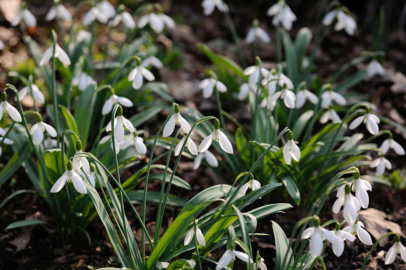 Galanthus