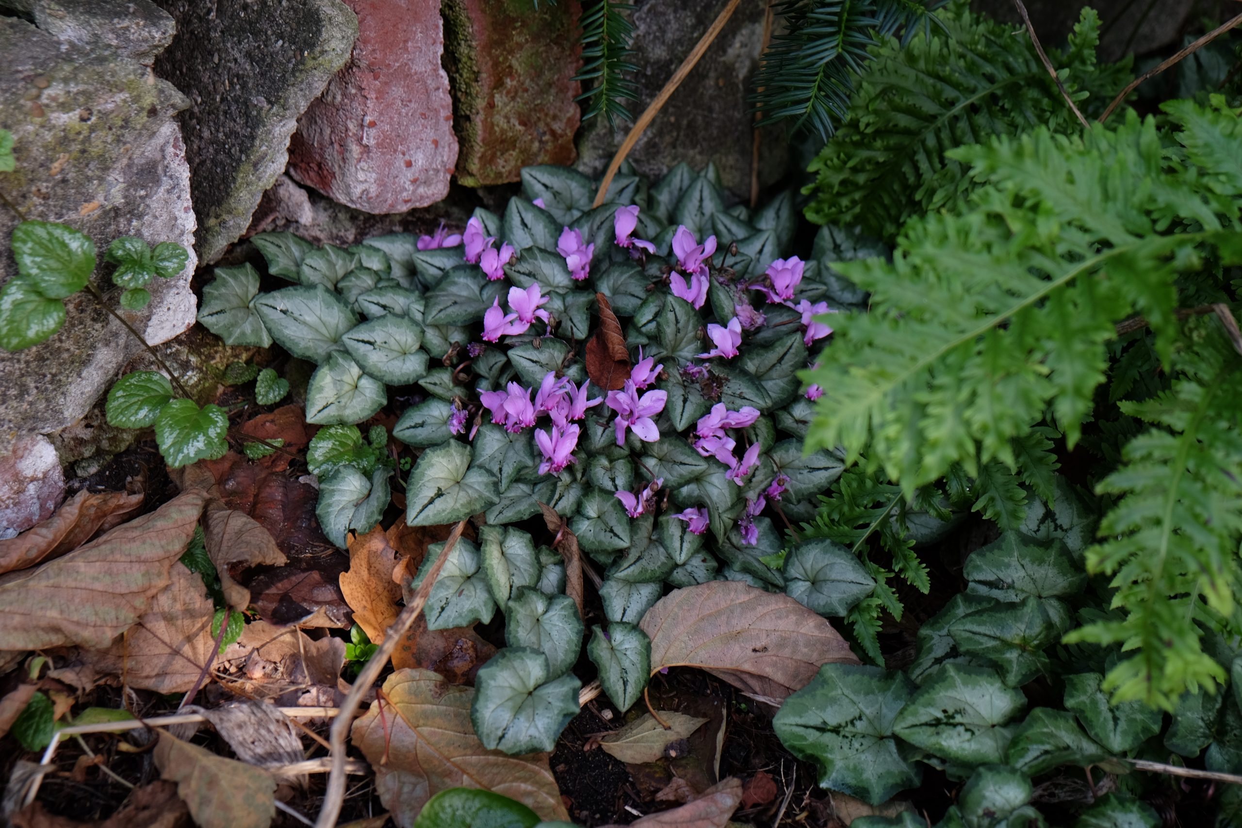 Cyclamen