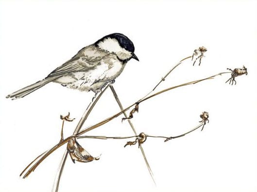 Birds of the HORTVS, Karte, Peter Janke Gartenkonzepte