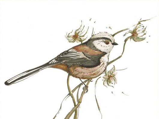 Birds of the HORTVS, Karte, Peter Janke Gartenkonzepte