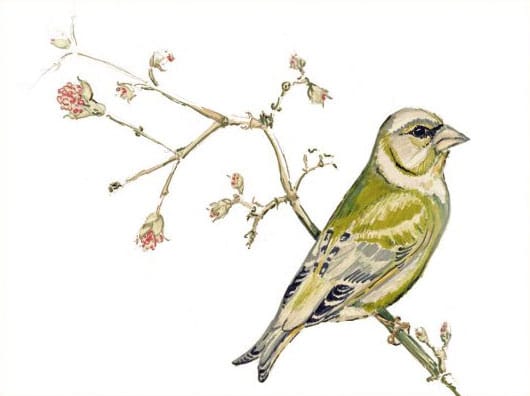 Birds of the HORTVS, Karte, Peter Janke Gartenkonzepte