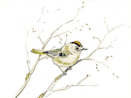Birds of the HORTVS, Karte, Peter Janke Gartenkonzepte