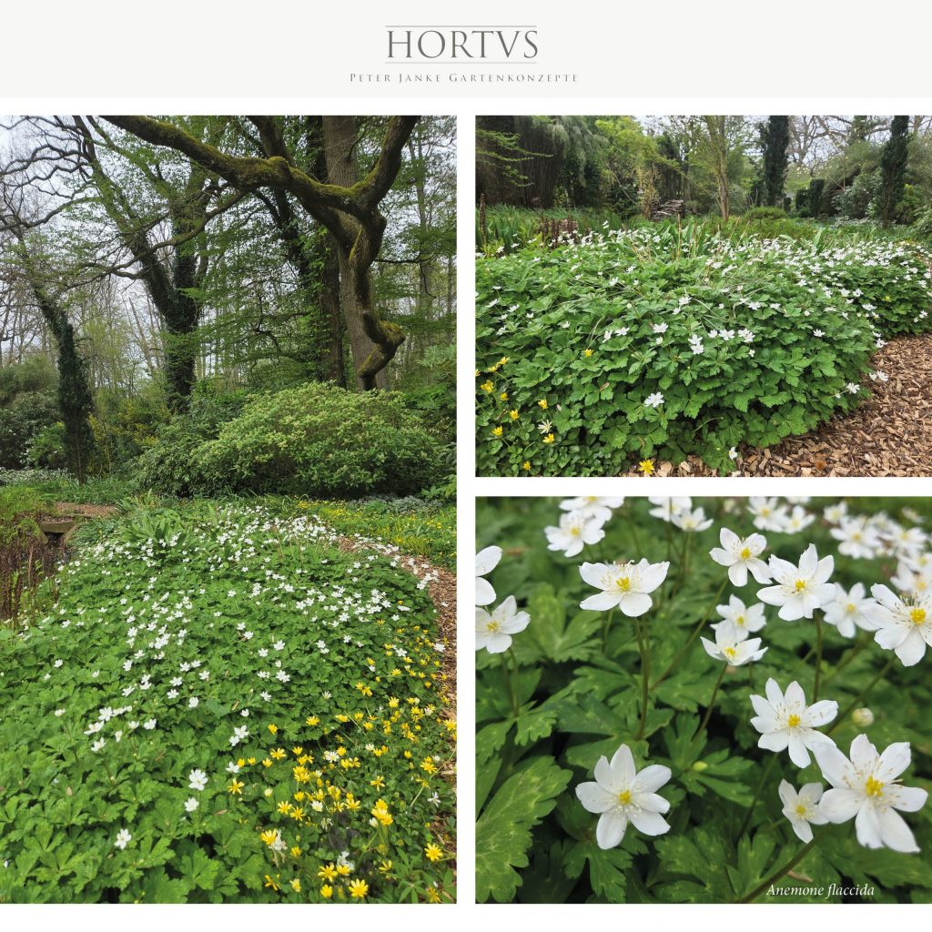 Anemone flaccida - Asian wild rose
