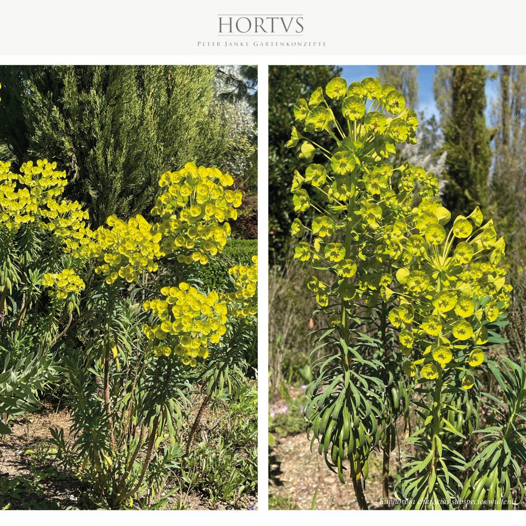 Euphorbia characias ssp. wulfenii - Euphorbia