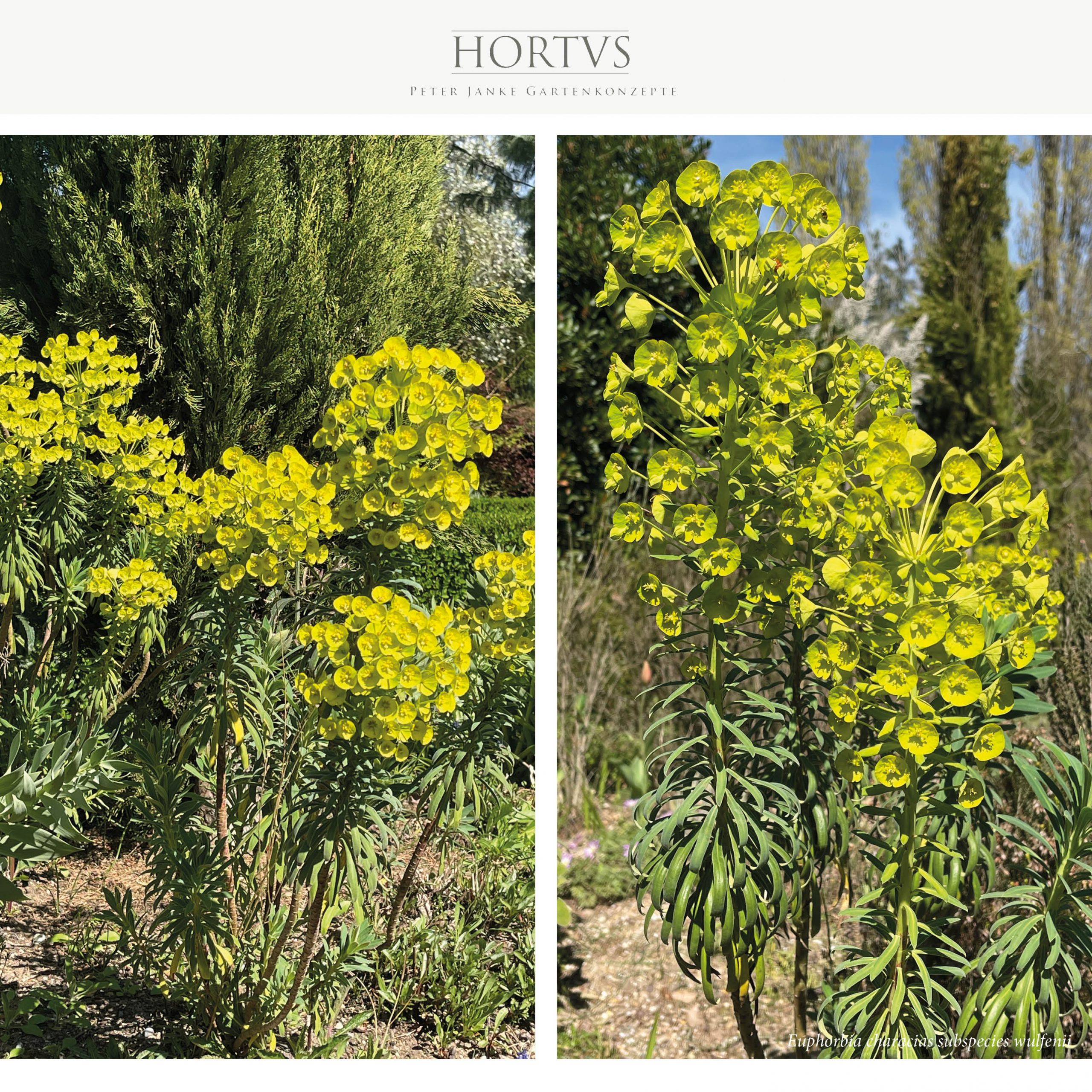 Euphorbia characias ssp. wulfenii - Wolfsmilch