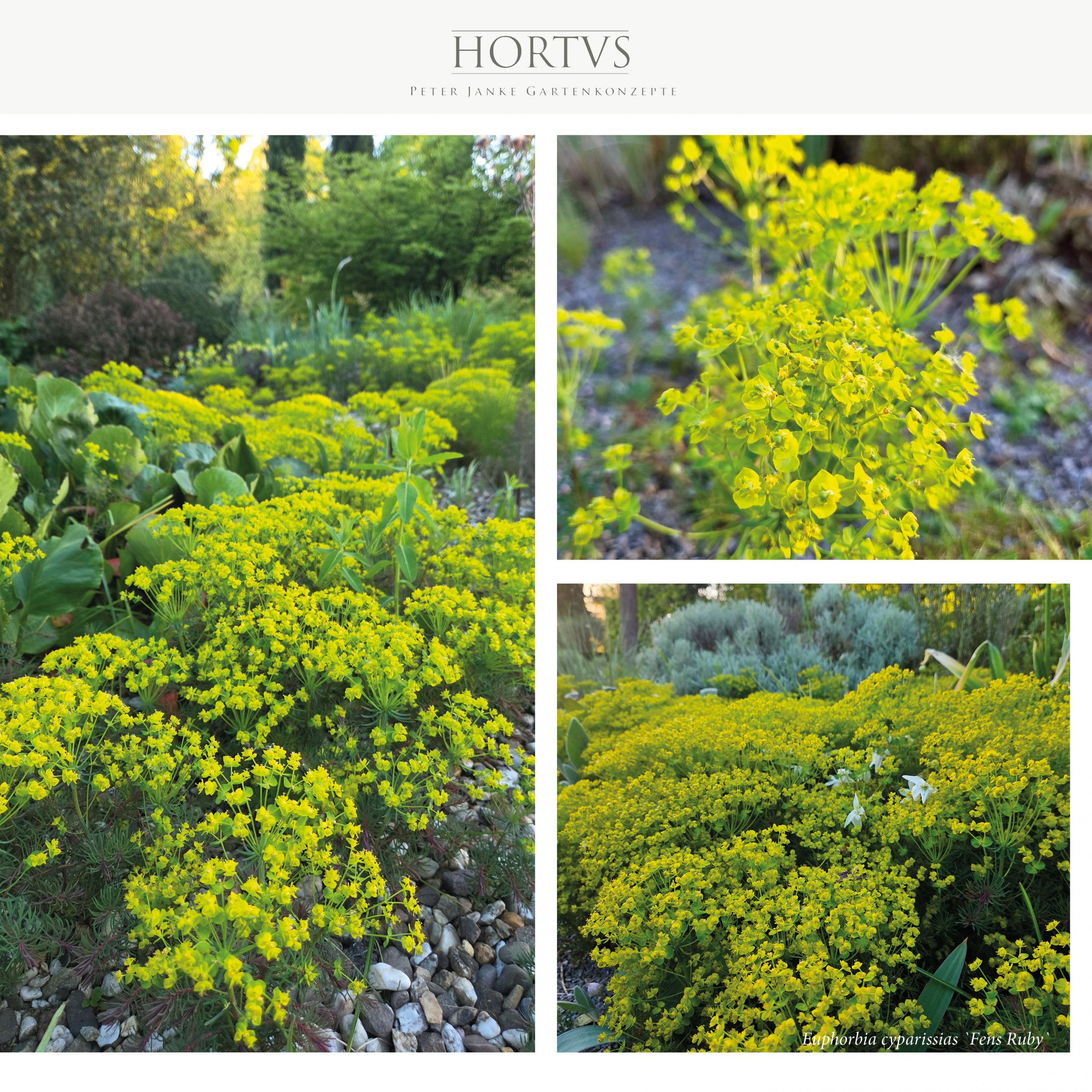 Euphorbia cyparissias
