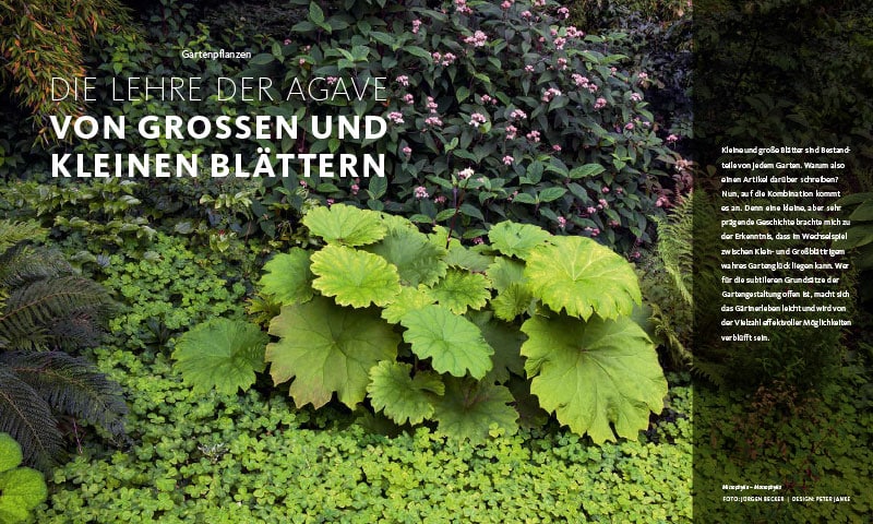 Kolumne, Peter Janke Gartenkonzepte