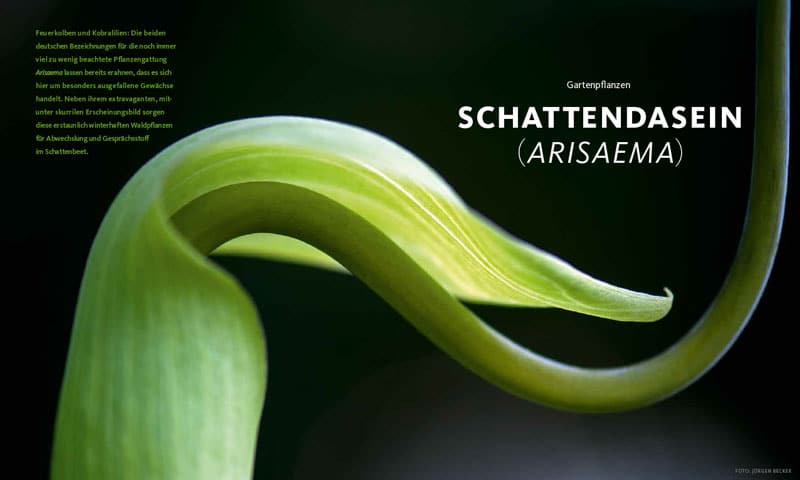 Kolumne, Peter Janke Gartenkonzepte