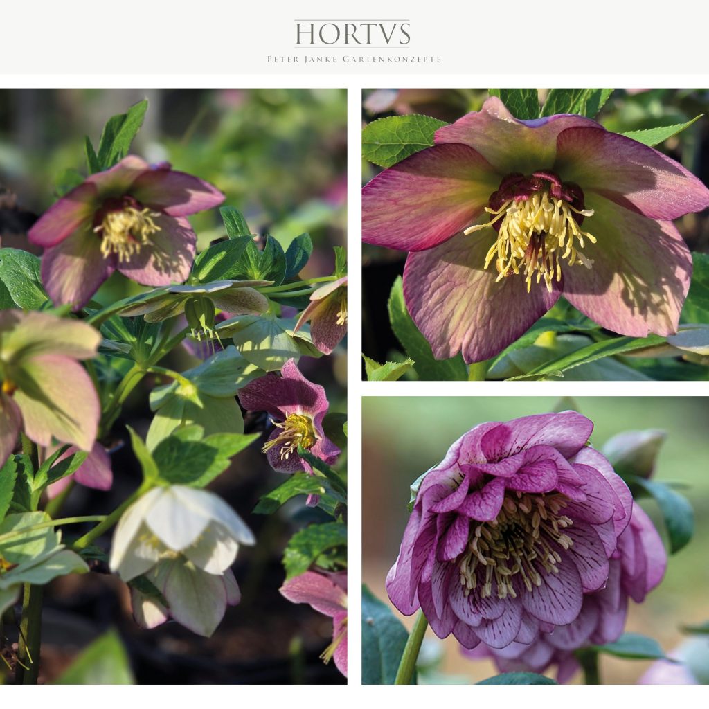 Helleborus x hybridus HORTVS LORDS