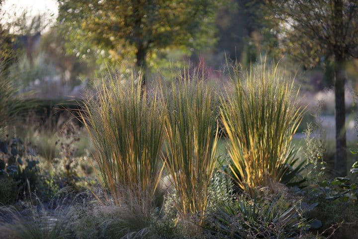 Radiobeitrag und Fotostrecke zu Rutenhirsen in der WDR4-Gartenreihe „Drinnen und Draußen“