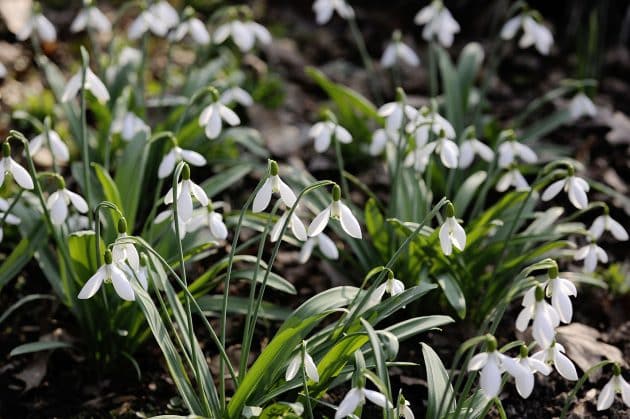 Radiobeitrag und Fotostrecke zu Schneeglöckchen in der WDR4-Gartenreihe „Drinnen und Draußen“