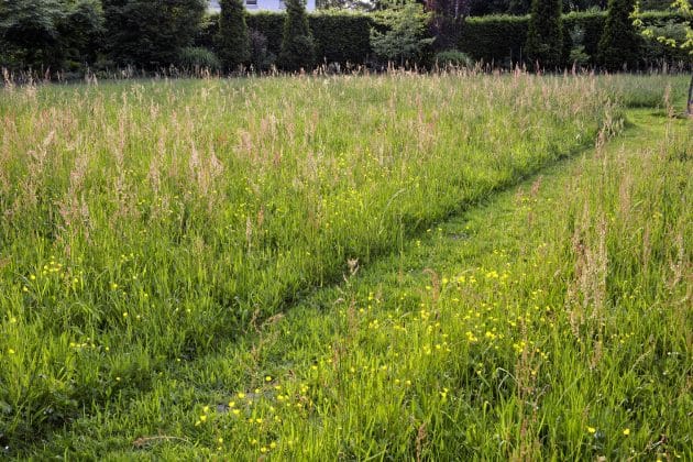 Cover Beitrag im GartenRadio – Peter Janke: Natürlich aufgeräumt