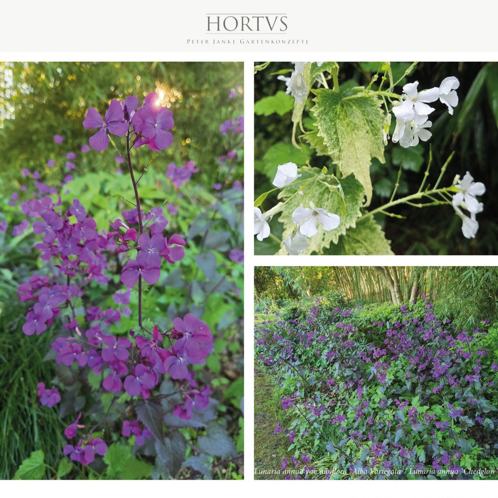 Lunaria annua