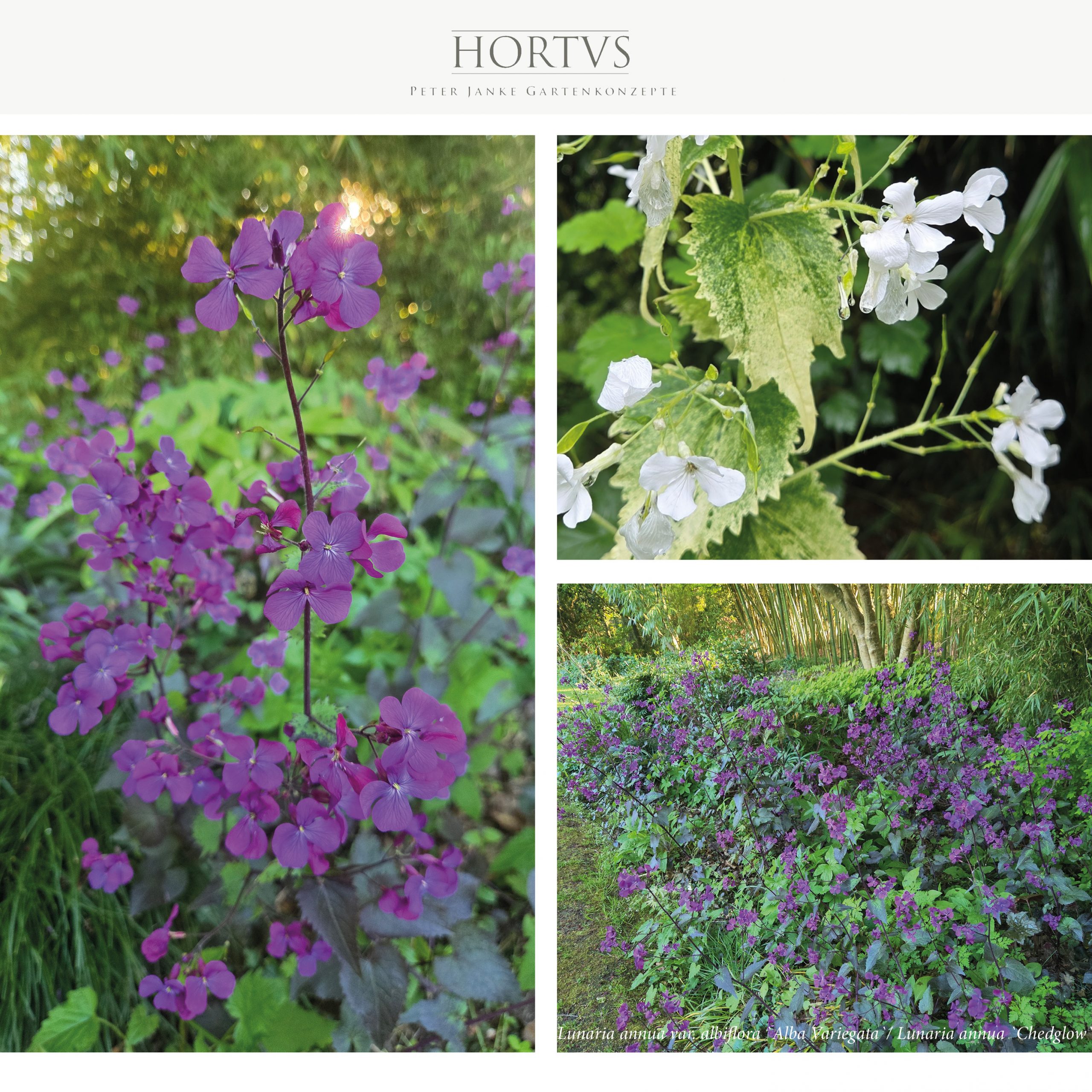 Lunaria annua