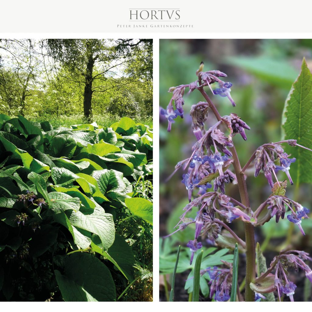 Trachystemon-orientalis-–-Rauling-scaled