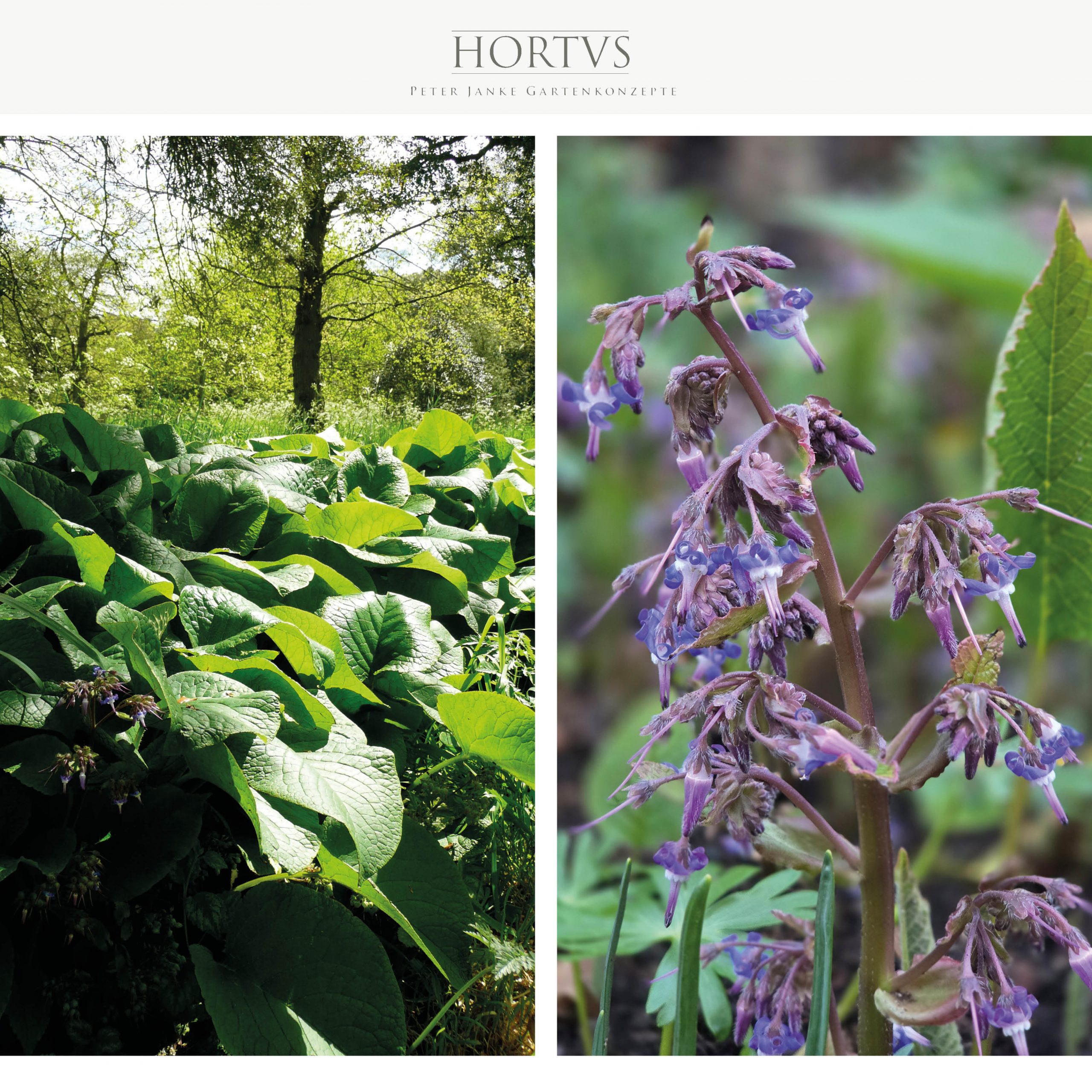 Trachystemon-orientalis-–-Rauling-scaled