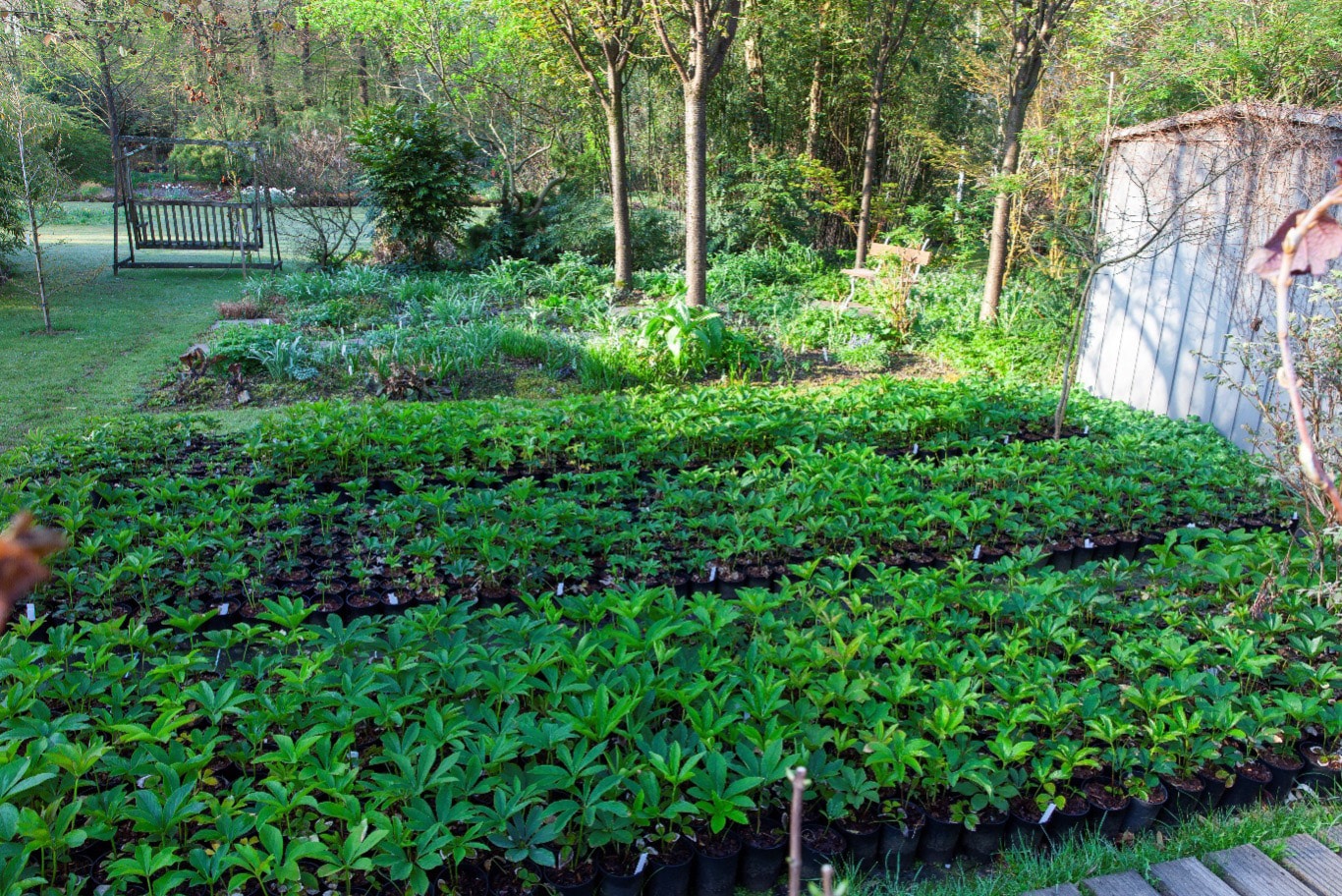 Gärtnerei, Gartenplanung, Peter Janke Gartenkonzepte