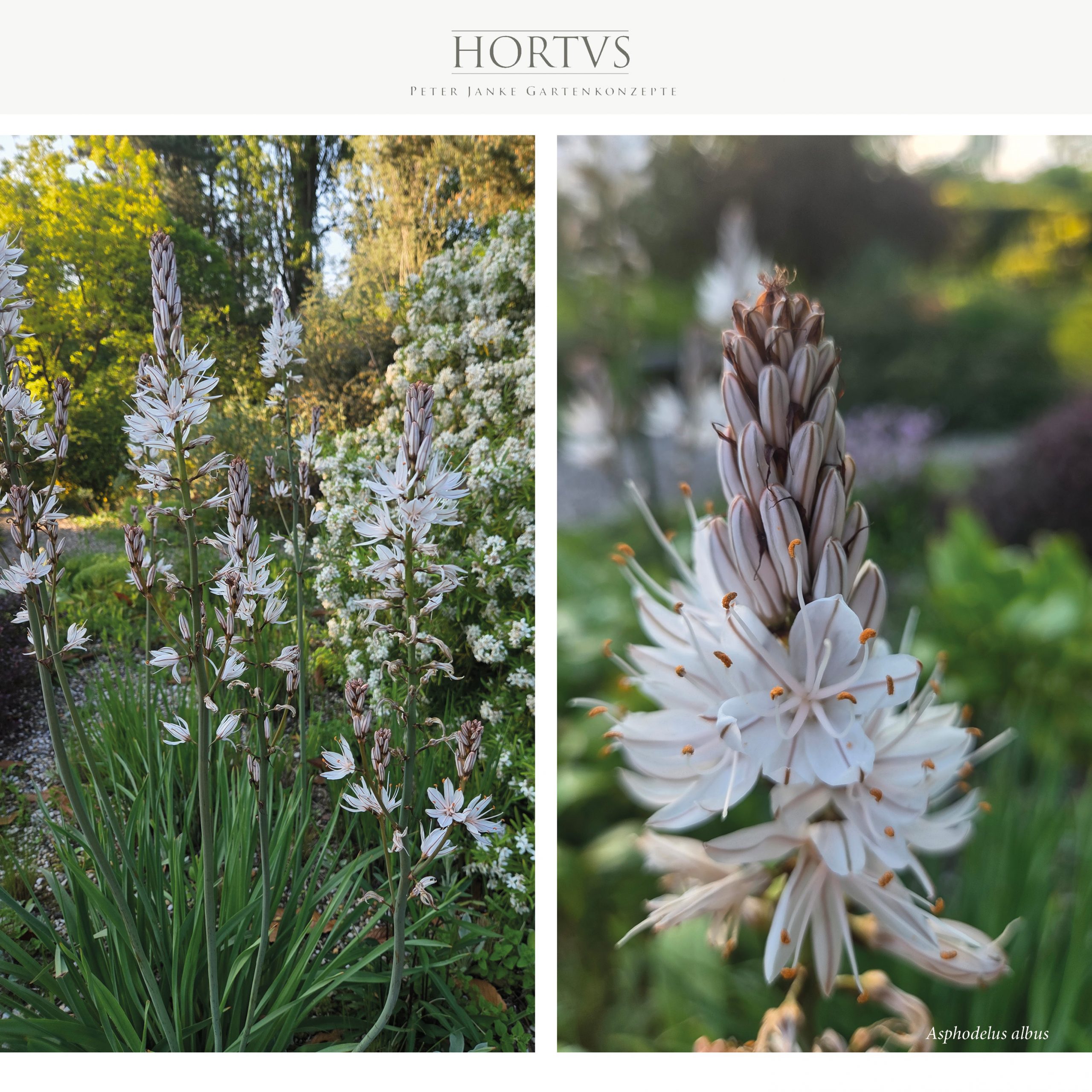 Asphodelus albus – Affodill
