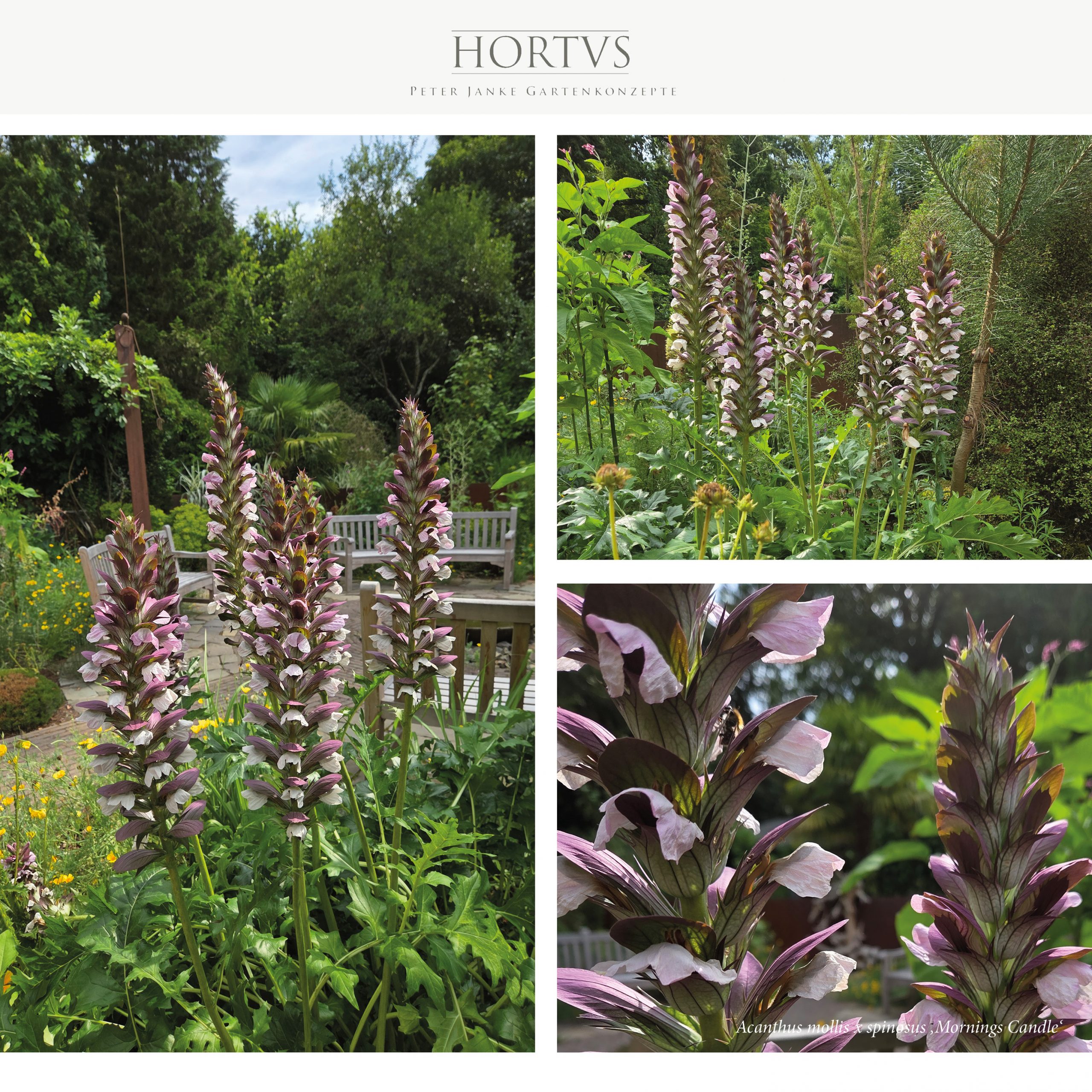 Acanthus mollis x spinosus 'Mornings Candle'