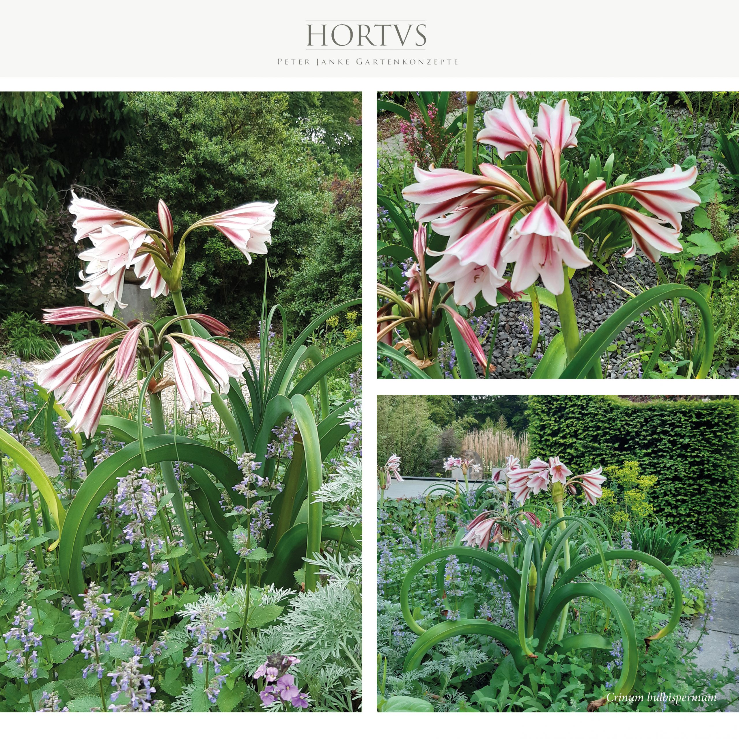 Crinum bulbispermum - Rosa Hakenlilie