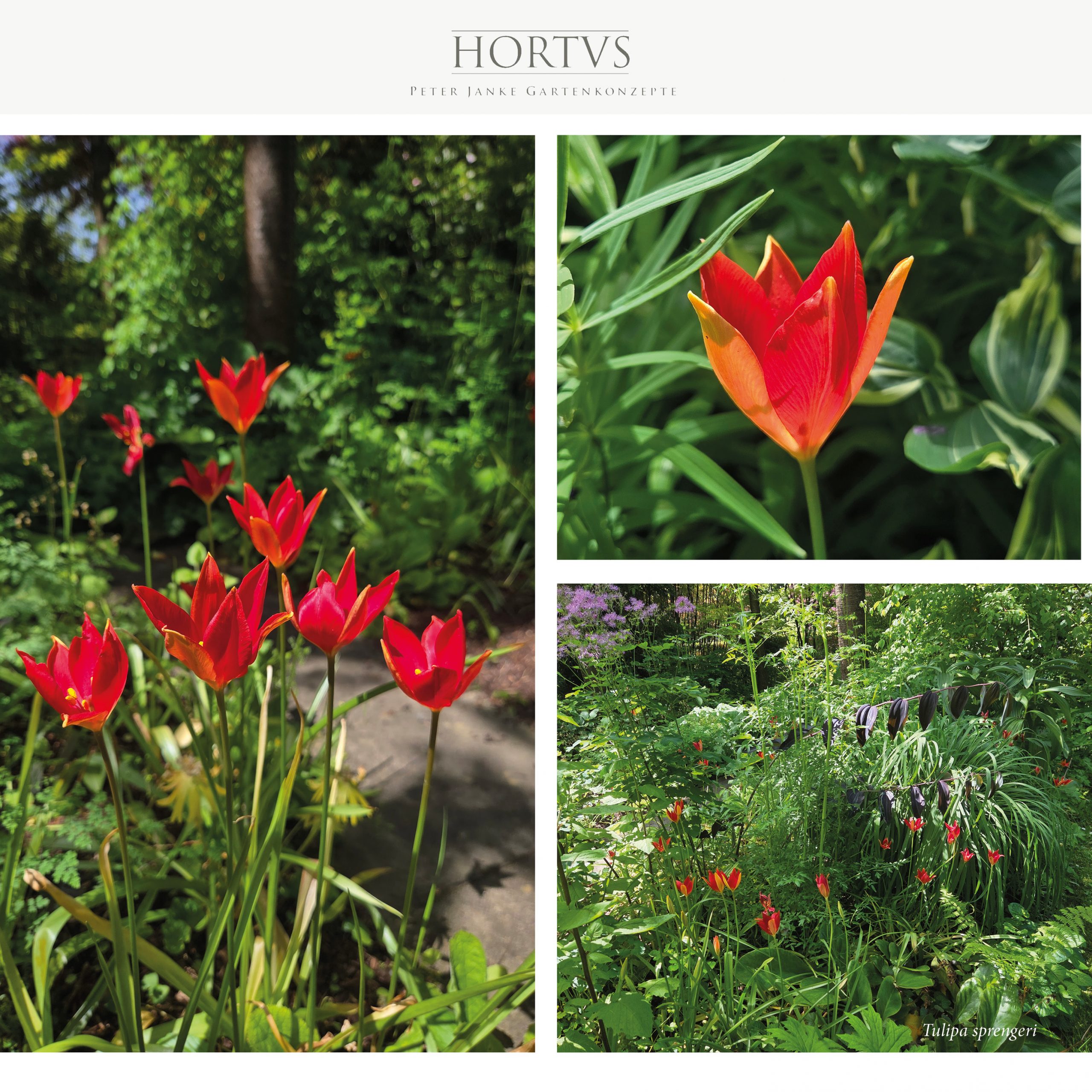 Tulipa sprengeri – Sprengers Wildtulpe