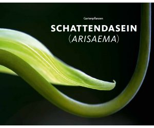 Schattendasein (Arisaema)